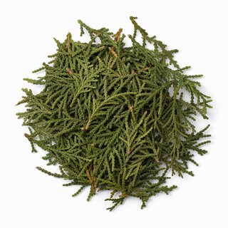 侧柏